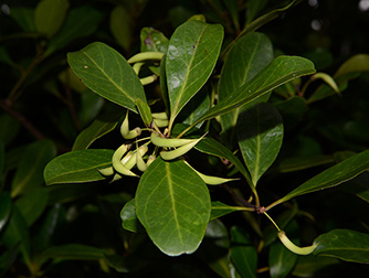 Aegiceras corniculatum (Linn.) Blanco  蜡烛果_4291_334.jpg
